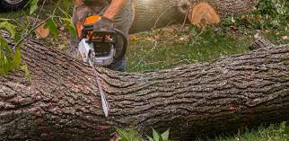 How Our Tree Care Process Works  in  Bakersfield, CA